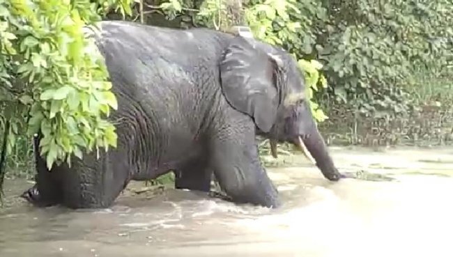  Bénin: Deux pachydermes en divagation créent des dégâts