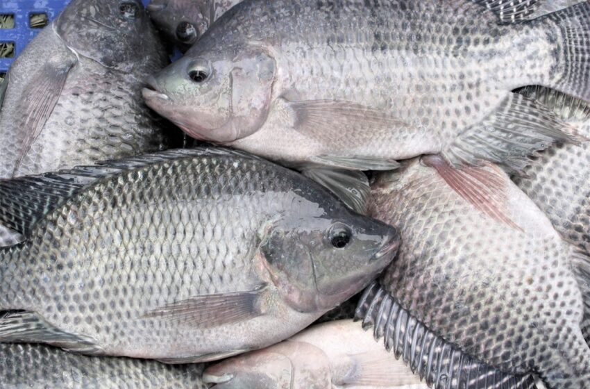  Lac Togbadji : Le préfet interdit la consommation des poissons