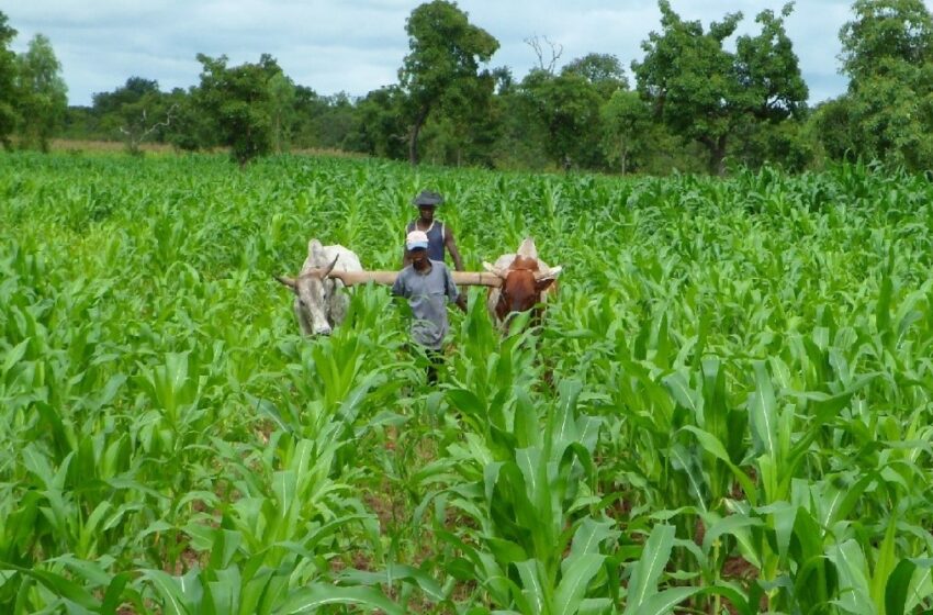 Augmentation des prix des produits alimentaires : Les paysans se frottent les mains