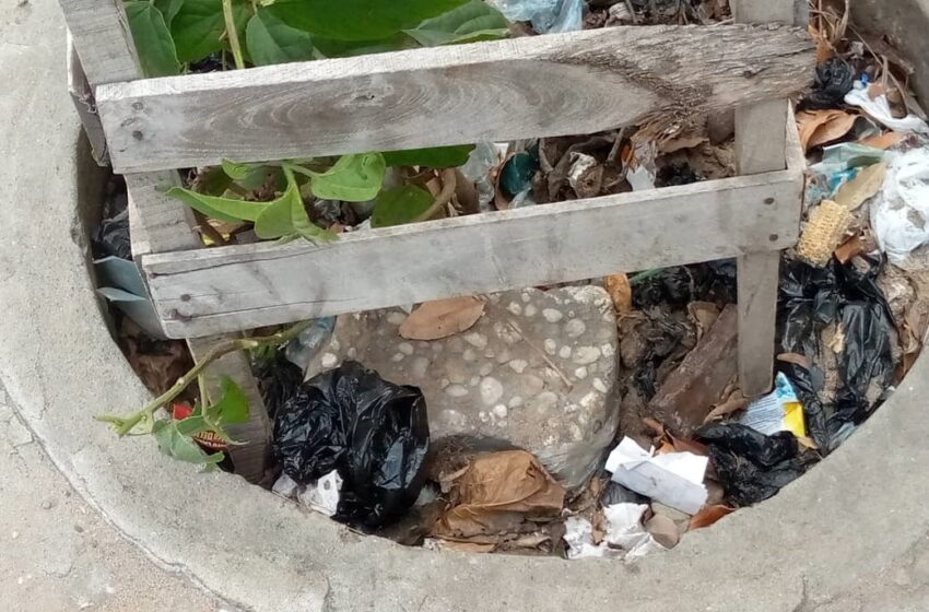  1er Juin au Bénin : Aller bien au-delà de la plantation des arbres