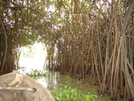  Zones humides au Bénin : Que comprendre?