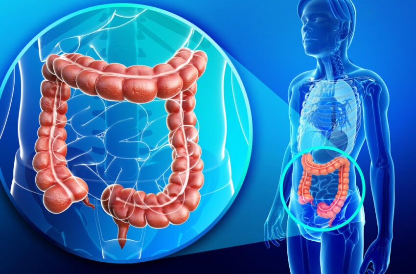  Garder son intestin en bon état : Certains aliments à privilégier