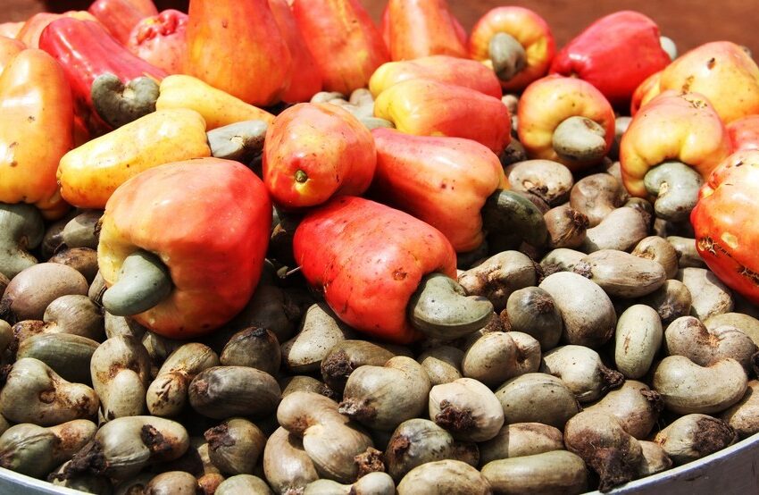  Commercialisation des noix de cajou: Les dessous de l’embargo gouvernemental