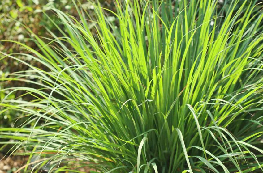  La Citronnelle: Les bienfaits