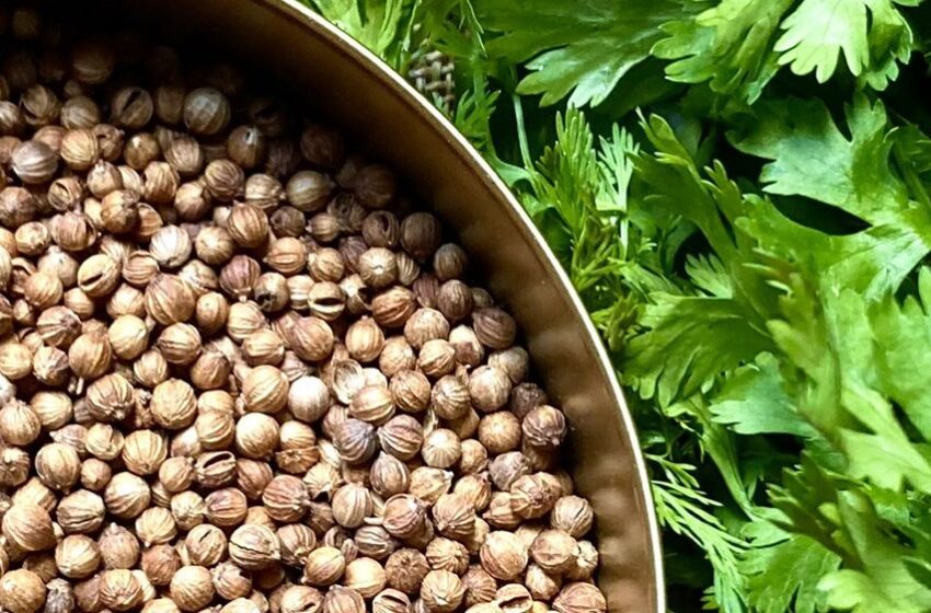  Coriandre : Une herbe aux multiples saveurs