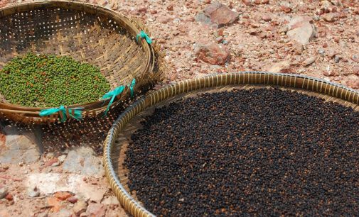  Poivre : Roi des épices