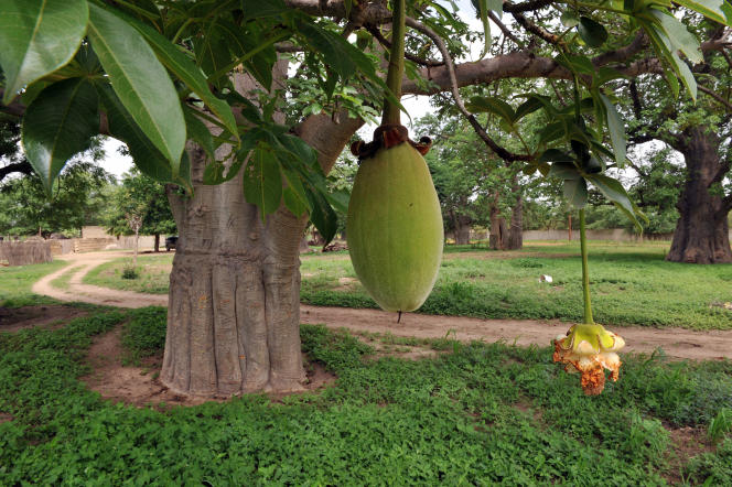  Baobab : L’arbre magique