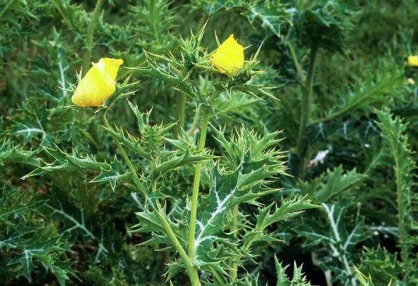  Argemone mexicana  » Houètchégnon en Fon  » : L’herbe mystique