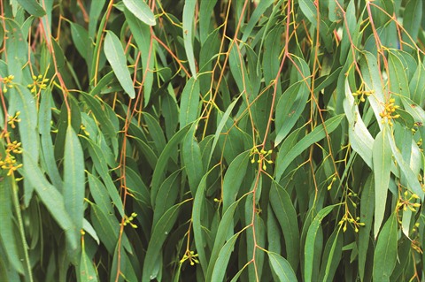  L’eucalyptus : Un arbre à essence