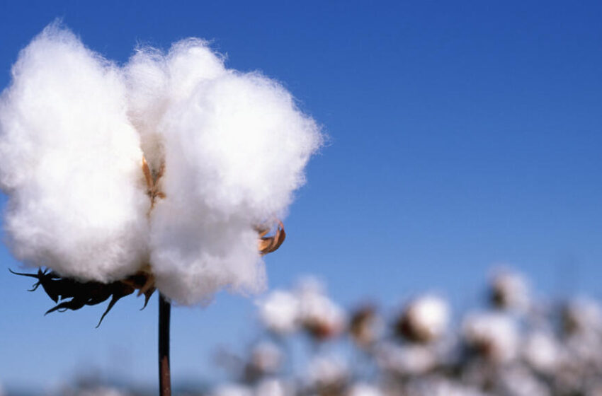  Record : Le Bénin, Roi du Coton Ouest-Africain