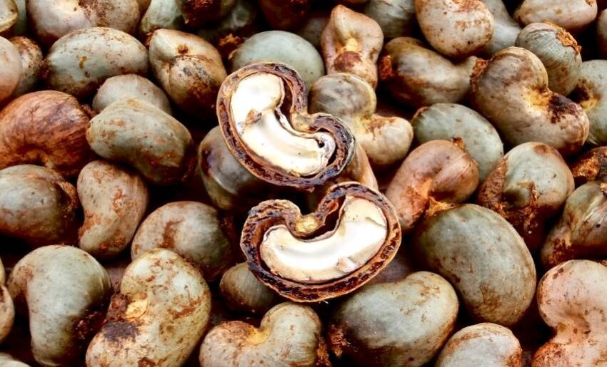  Lancement de la campagne de commercialisation de noix de cajou : Les règles du jeu fixées