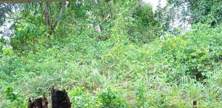  Rituel d’invocation dans la forêt sacrée à Houègbo : Une nuit pour bénir le Bénin