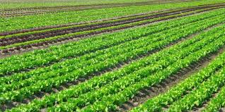  Mécanisation, assurance, crédit : Nourrir le Bénin avec ce que le Bénin produit